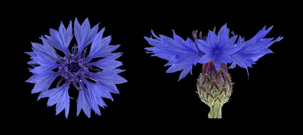 Cornflower (Centaurea cyanus)