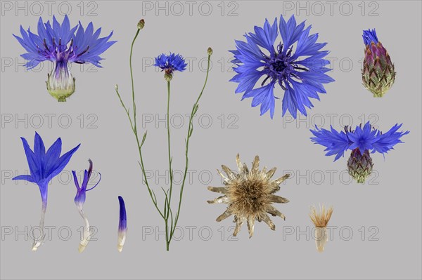 Cornflower (Centaurea cyanus)