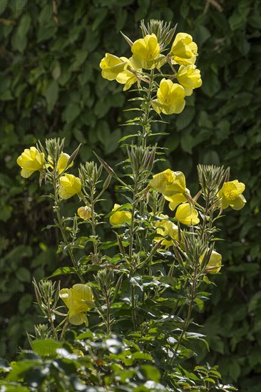 Flowering Common evening primrose (Oenothera biennis)