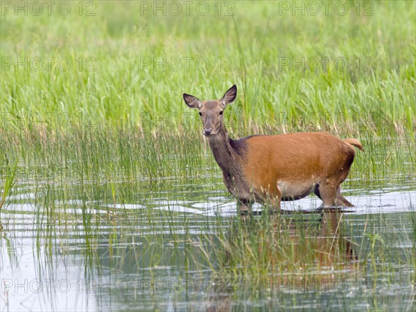 Red deer (Cervus elaphus) cow