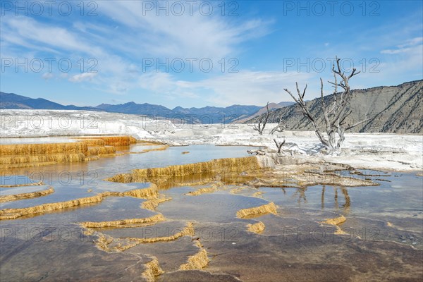 Dead trees on sinter terraces