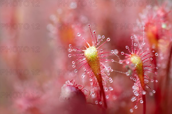 English sundew (Drosera anglica) (Syn.: Drosera longifolia)