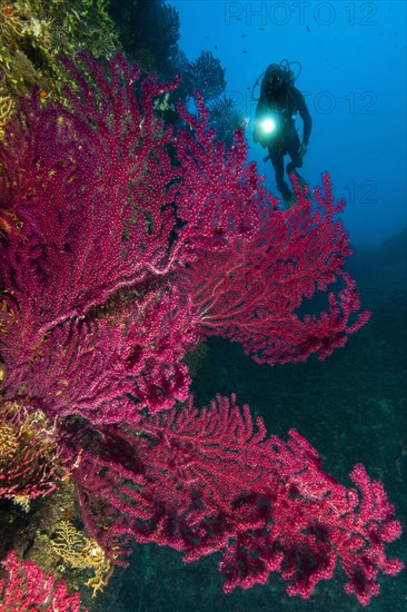 Colour changing Violescent sea-whip (Paramuricea clavata)