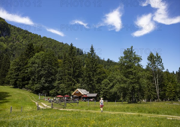 Hiker on the path from Schwarzensee to Moosalm Municipality of St.Wolfgang