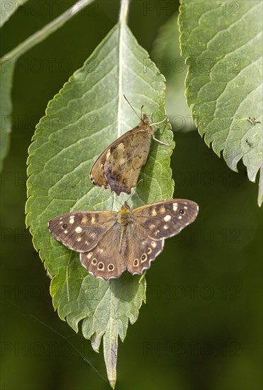 Speckled wood (Pararge aegeria) on elderberry