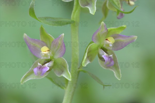 Broad-leaved marsh orchid (Epipactis helleborine) Flowers of an orchid