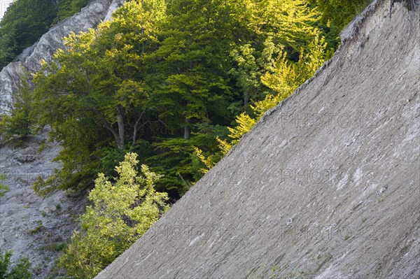 Chalk cliffs