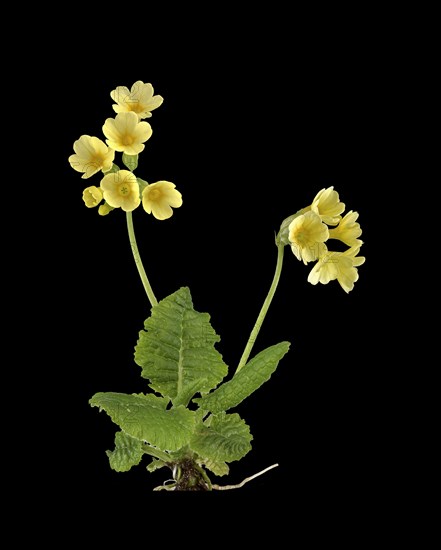 True oxlip (Primula elatior)