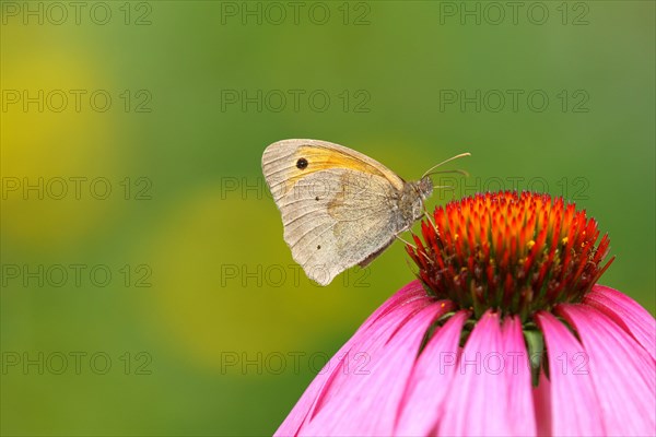 Meadow Brown (Maniola jurtina) on Purple Cone flower (Echinacea purpurea)