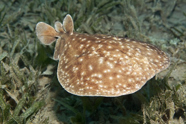 Leopard torpedo (Torpedo panthera) swimming over seagrass meadow