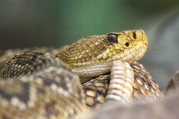 Mexican west coast rattlesnake (Crotalus basiliscus)