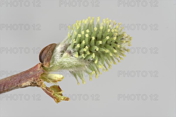 Goat willow (Salix caprea)