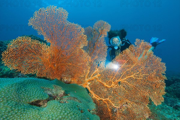 Diver looking at large fan coral (Anella mollis)