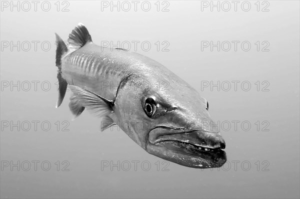 Great barracuda (Sphyraena barracuda)