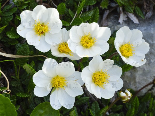 Flowers of the White dryad (Dryas octopetala)