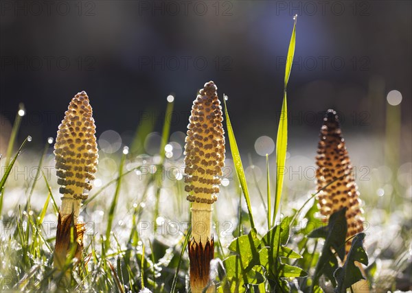 Grass blades with dewdrops and Field horsetail (Equisetum arvense)