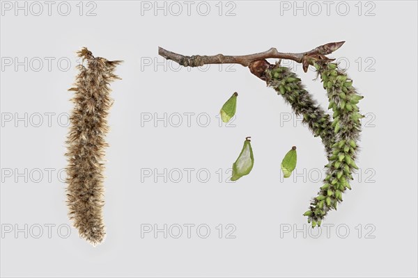 Common aspen (Populus tremula)