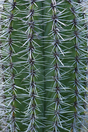 Mexican giant cardon (Pachycereus pringlei)