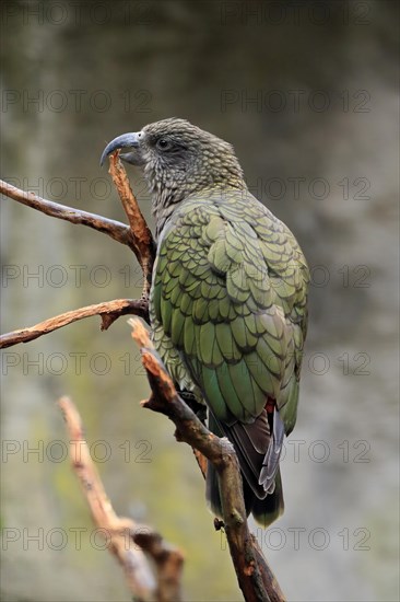 Kea (Nestor notabilis)