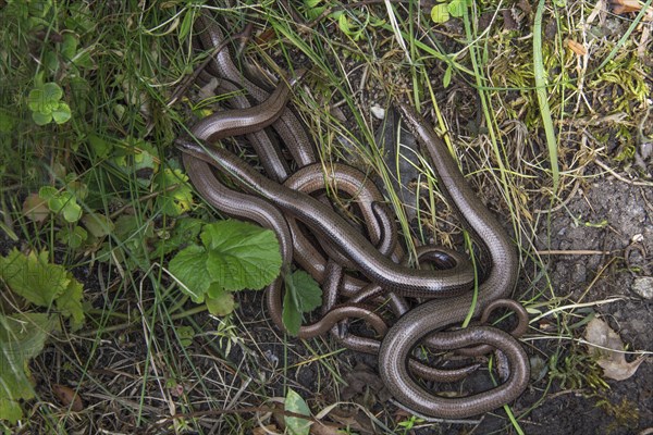 Slow worm (Anguis fragilis) Meeting of several specimens on a grassy slope