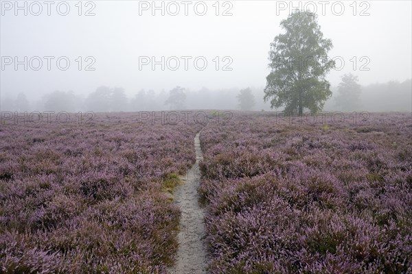 Heathland