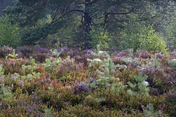 Heathland