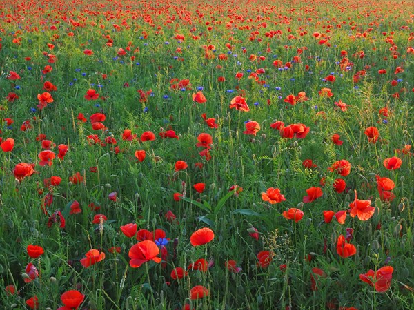 Poppy flowers (Papaver rhoeas) Poppy field in bloom