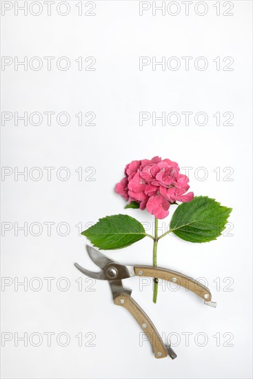 Garden hydrangea