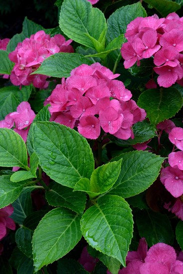 Bigleaf Hydrangea (Hydrangea macrophylla)