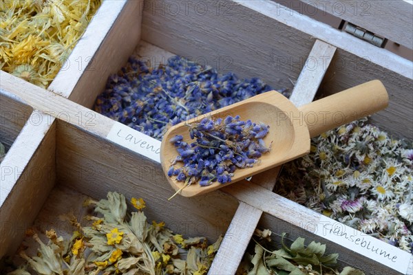 Various dried plants in wooden box with wooden shovel