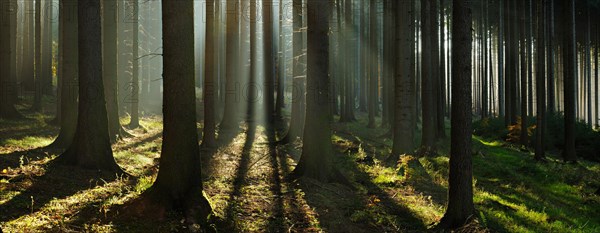 Light-flooded spruce forest with fog in autumn