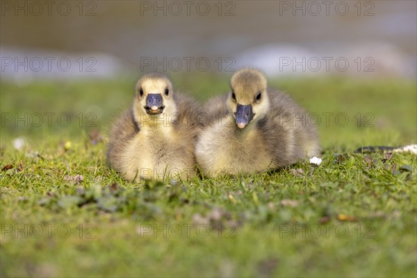 Young Greylag geese (Anser anser) cuddle up to each other