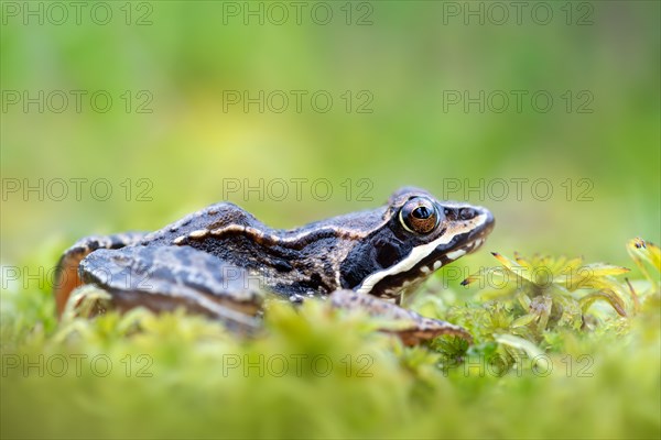 Moor frog (Rana arvalis)