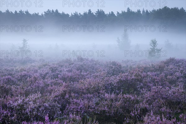 Common Heather (Calluna vulgaris) in the morning mist