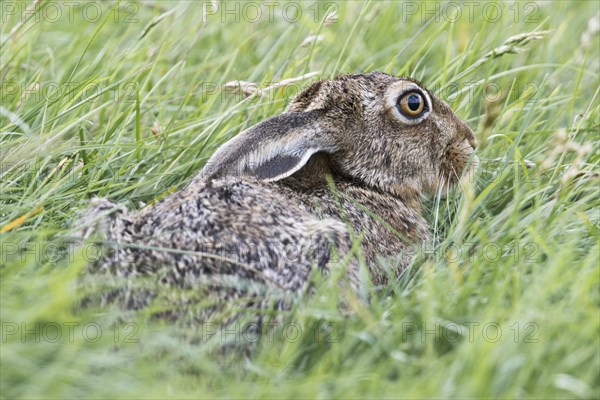 European hare (Lepus europaeus)