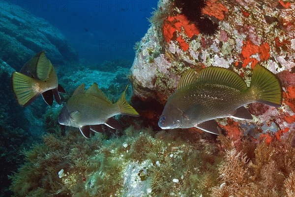 Group of Brown meagre (Sciaena umbra)