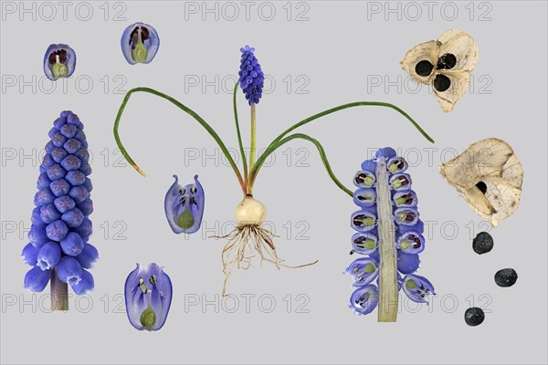 Armenian Grape hyacinth (Muscari armeniacum)