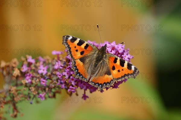 Small tortoiseshell (Aglais urticae)