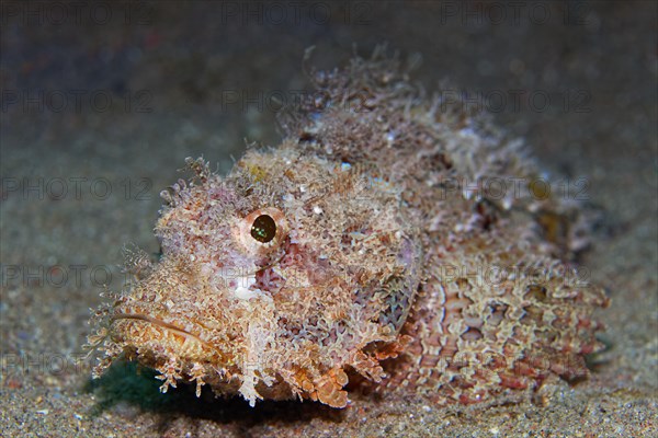 Bearded Tassled Scorpionfish (Scorpaenopsis barbata) on sandy bottom