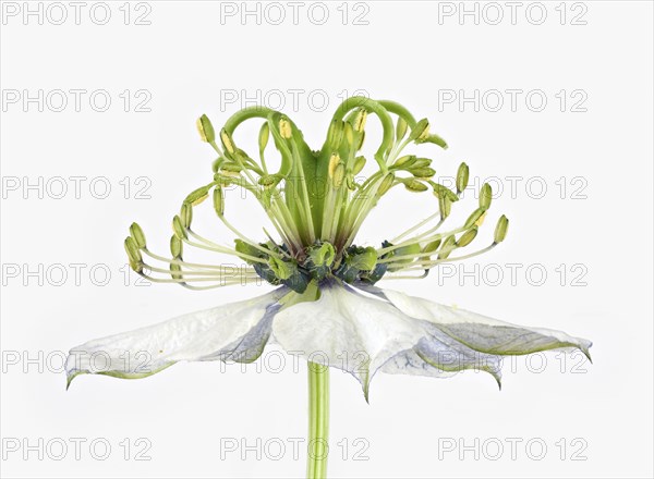 Love in a mist (Nigella damascena)