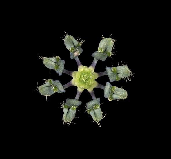 Love in a mist (Nigella damascena)