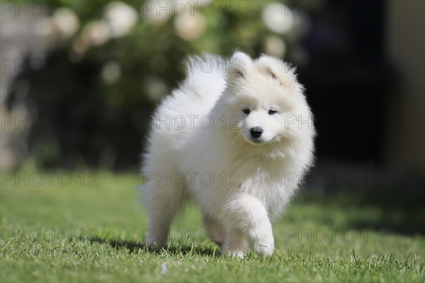 Samoyed Domestic dog (Canis lupus familiaris)