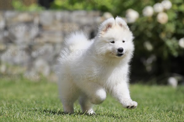 Samoyed Domestic dog (Canis lupus familiaris)