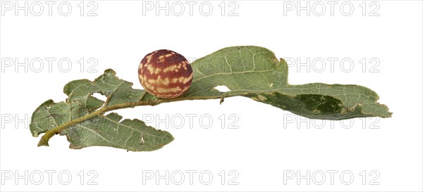 Striped oak gall wasp (Cynips longiventris)