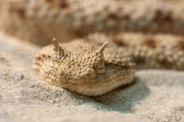 Saharan horned viper (Cerastes cerastes)