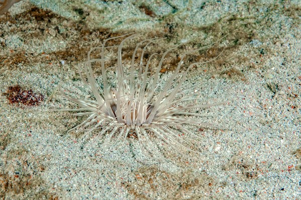 Tentacles of filigree cylinder rose come from the seabed (Cerianthus filiformis)