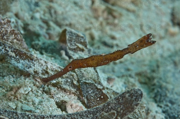 Seagrass Ghost Pipefish