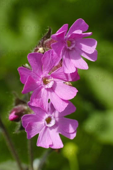 Red campion (Silene dioica)