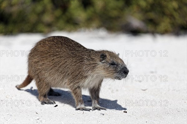 Desmarest's hutia (Capromys pilorides)