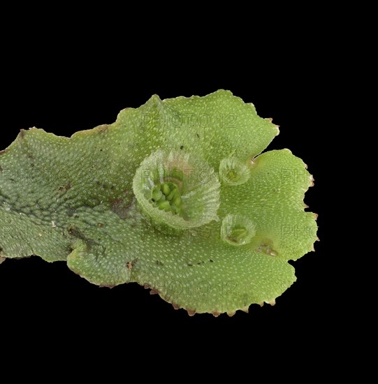 Common liverwort (Marchantia polymorpha)